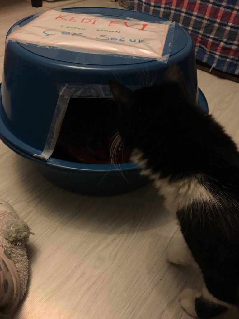 kedi- evi- gezengiller